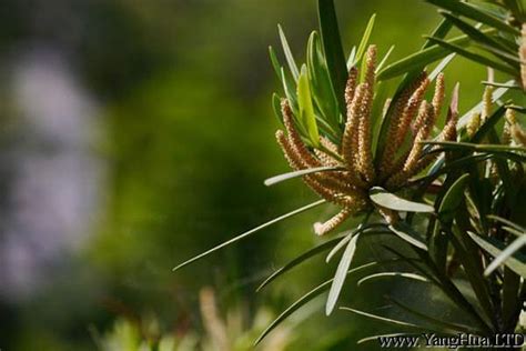 羅漢松開花結果|【羅漢松開花結果】羅漢松會開花結果嗎？解謎植物世界的奇異現。